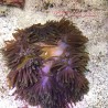 Ritteri Anemone (Heteractis magnifica) 2