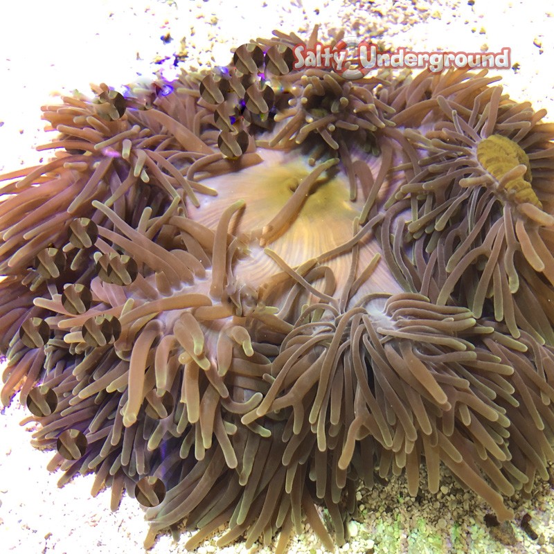 Ritteri Anemone (Heteractis magnifica)