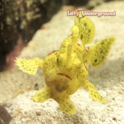 Shaggy Frogfish...