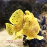 Shaggy Frogfish (Anrennarius Hispidus)