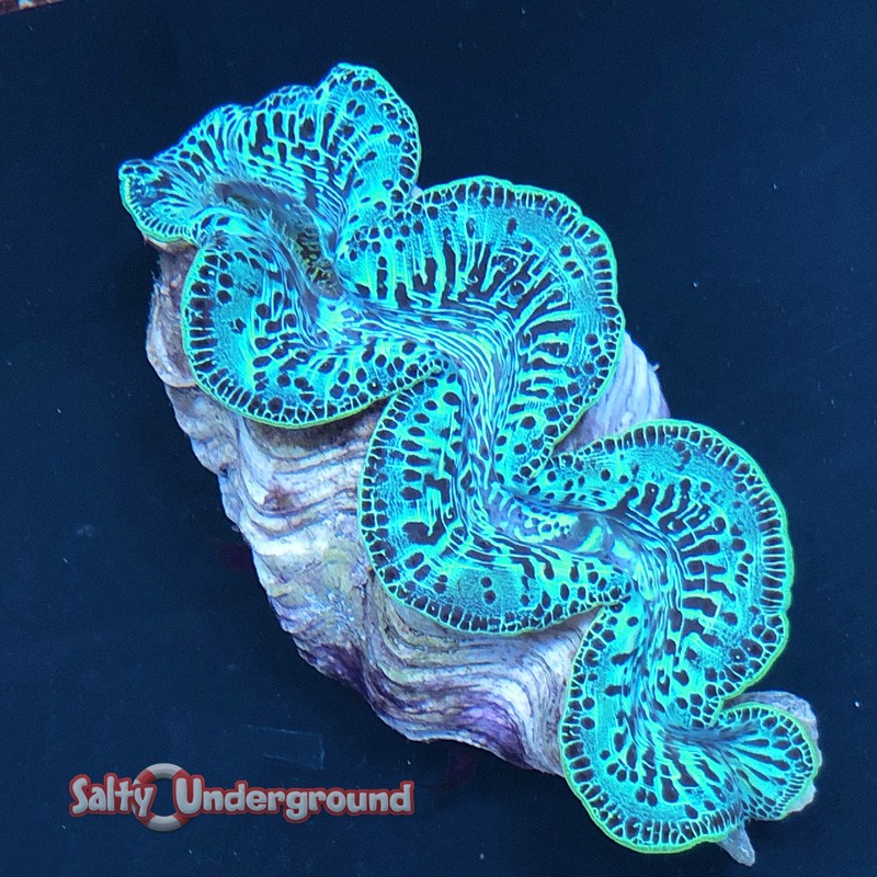 Green sale maxima clam