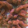 Rainbow Bubble Tip Anemone