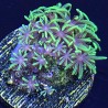 Green Star Polyps (sp. Pachyclavularia violacea)