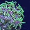 Green Star Polyps (sp. Pachyclavularia violacea)