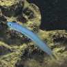 Blue Gudgeon Dartfish (Ptereleotris heteroptera)