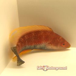 Tonozu Fairy Wrasse (Cirrhilabrus Tonozukai)