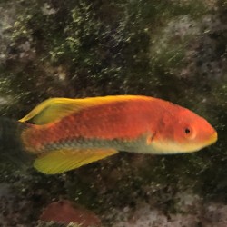 Tonozu Fairy Wrasse (Cirrhilabrus Tonozukai)