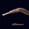 American Gulf Pipefish 1