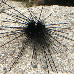 Banded Long Spine Urchin