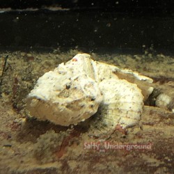 Common Stonefish (Synanceia...