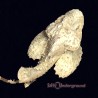 Common Stonefish (Synanceia Verrocosa)