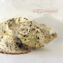 Common Stonefish (Synanceia Verrocosa)