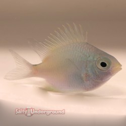 Lemon Ternate Damsel (Amblyglyphidodon ternatensis)