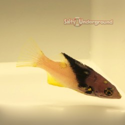 Eclipse Hogfish Juvenile (Bodianus mesothorax) full