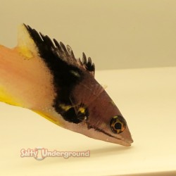 Eclipse Hogfish Juvenile (Bodianus mesothorax) front half