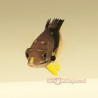Eclipse Hogfish Juvenile (Bodianus mesothorax) face front