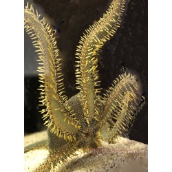 Green Brittle Starfish (Ophiocoma incrassata)
