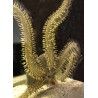 Green Brittle Starfish (Ophiocoma incrassata)