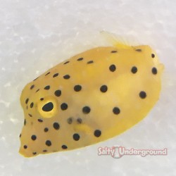 Yellow Cubicus Boxfish...