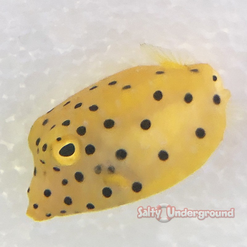 Yellow Cubicus Boxfish (Ostracion cubicus)