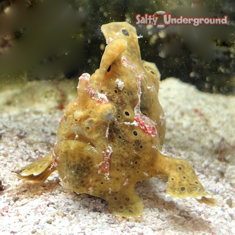 Fishing Frogfish Angler-Juvenile