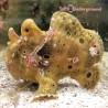 Fishing Frogfish Angler-Juvenile