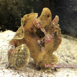 Fishing Frogfish Angler-Juvenile