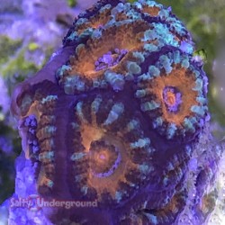 Rainbow Acan Coral