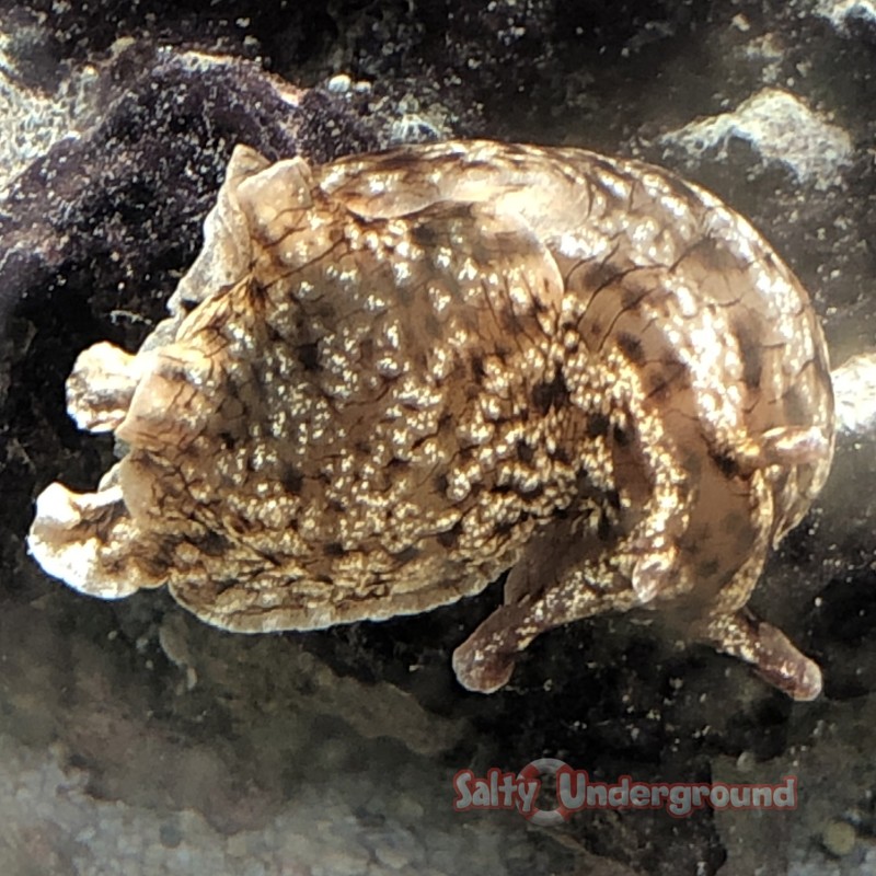 Sea Hare Californica