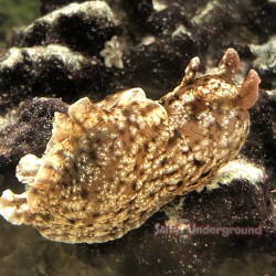 Sea Hare Californica