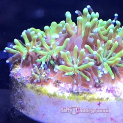 Galaxy Coral (Galaxea fasciclaris)
