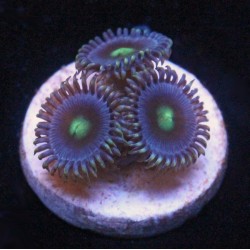 Caribbean Midnight Blue Zoanthid 3-5 Polyps