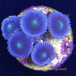 Caribbean Midnight Blue Zoanthid 5-10 polyps