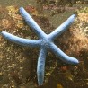 Blue Linckia Starfish   (Linckia laevigata)