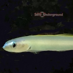 Pearly Gudgeon Dartfish (Ptereleotris microlepis)