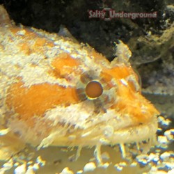 Orange Toadfish (Halophyne...