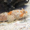 Orange Toadfish (Halophyne sp.)