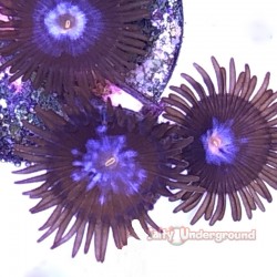 Dark Interstellar Zoanthids 20+ Polyps