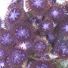 Dark Interstellar Zoanthids 20+ Polyps group