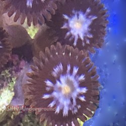 Dark Interstellar Zoanthids 11-12 Polyps close up