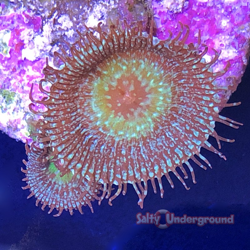 Aqua Splatter Palythoa 1-2 polyps