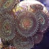 Aqua Splatter Palythoa 1-2 polyps