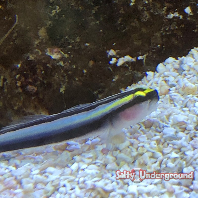 Sharknose Cleaner Goby -Captive Bred