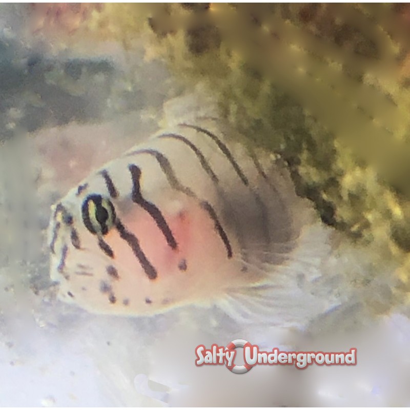 Tiger Goby -Captive Bred (Elacatinus macrodon)