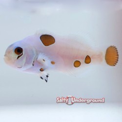 Super Storm Clownfish-Captive Bred close