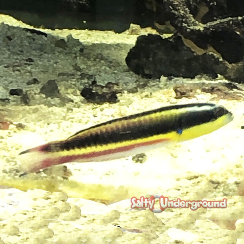 Salty Underground: Mexican Rock Wrasse (Thalassoma lucasanum)