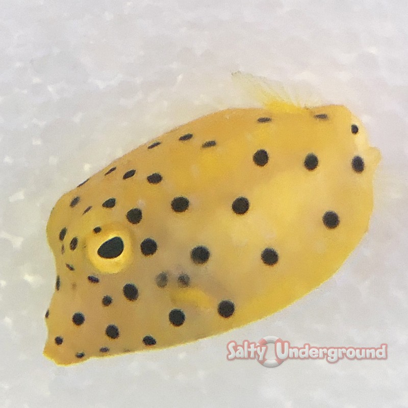 Yellow Cubicus Boxfish (Ostracion cubicus) - tiny