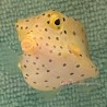 Yellow Cubicus Boxfish (Ostracion cubicus) - tiny