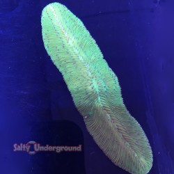 Tongue Coral-Green