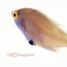 Pink Streak Wrasse (Pseudocheilinops ataenia)